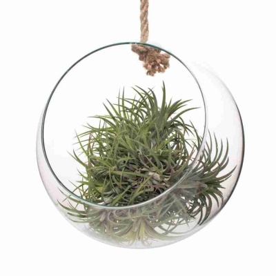 Тилландсия атмосферная Ионанта в стеклянном шаре