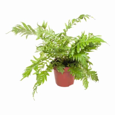 Блехнум Сильвер Леди