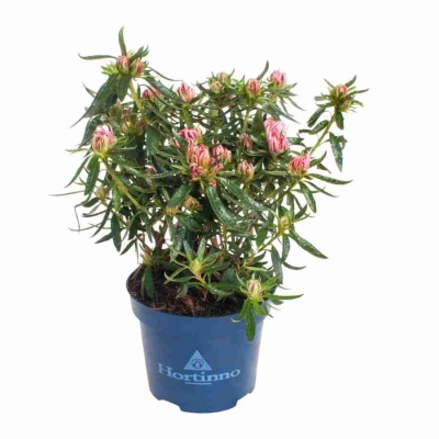 Азалия индика Фуджи