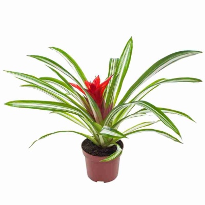 Гузмания Сью Анна