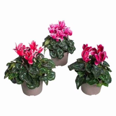 Цикламен Фантазия 