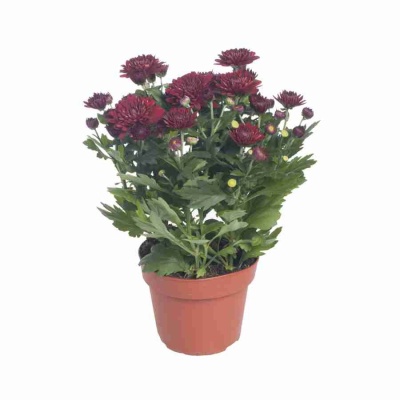 Хризантема Красная Тобаго