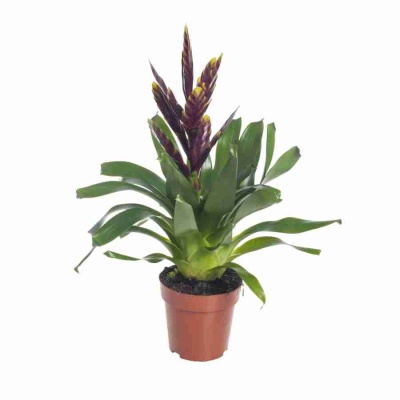 Вриезия Вог