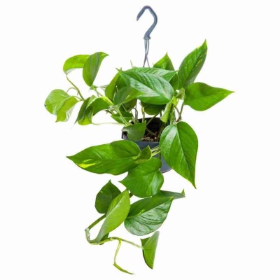 Эпипремнум Ауреум ампельный