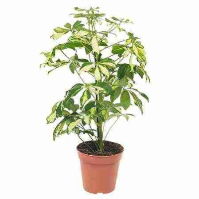 Шеффлера Герда