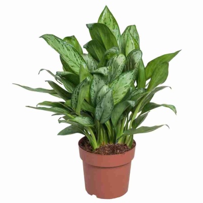 Аглаонема Кей Лайм