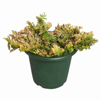 Можжевельник обыкновенный Голд Шатц