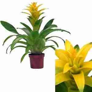 Гузмания Диана