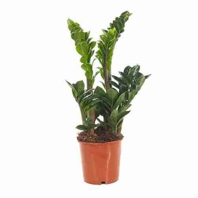 Замиокулькас Зенси