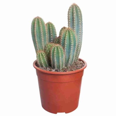 Пилоцереус лазурный