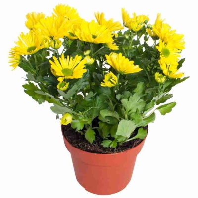 Хризантема Бриз жёлтая