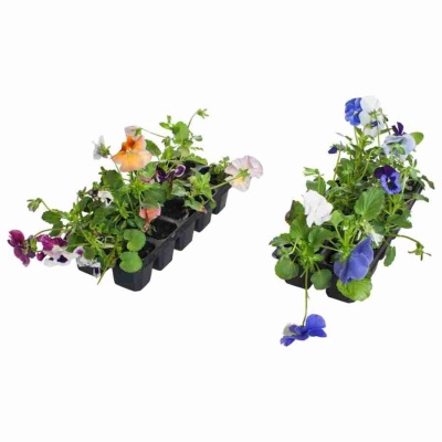 Виола голубая