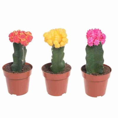 Гимнокалициум Микс