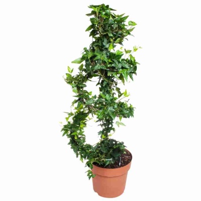 Хедера хеликс Грин спираль