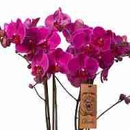Фаленопсис Дуэтто ассорти 4 ствола
