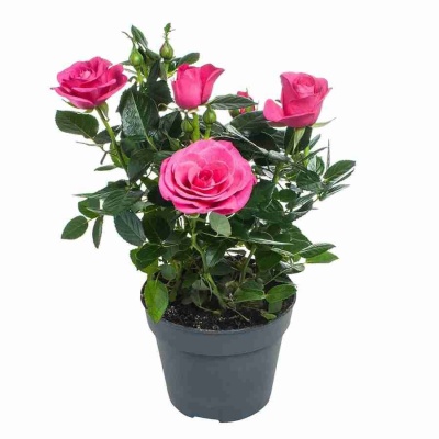 Роза патио Малиновая Регина