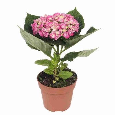 Гортензия крупнолистная  Hopcorn малиновая