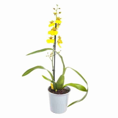 Онцидиум Жёлтый 1 ст
