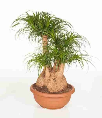 Комнатное бутылочное дерево