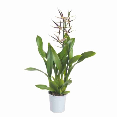 Брассия Тоскана 2ст