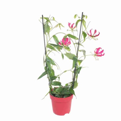 Глориоза розовая 