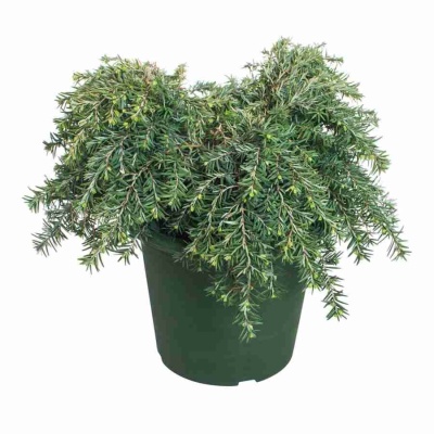 Можжевельник Грин Карпет