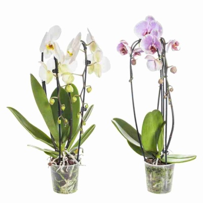 Фаленопсис Кембридж каскад 2 ст