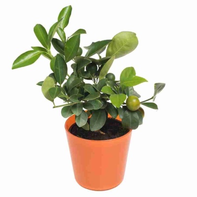 Цитрофортунелла Каламондин