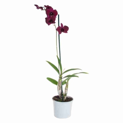 Дендробиум Санок Тай Блэк 1 ст