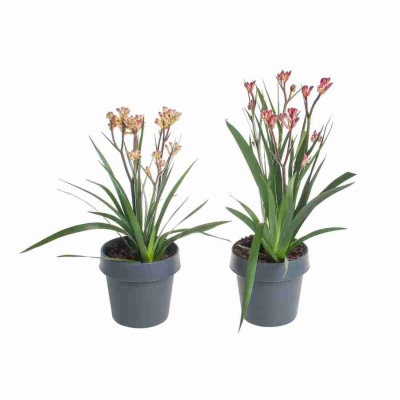 Анигозантус микс