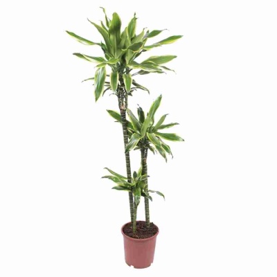 Драцена фрагранс Артуро 3 ст