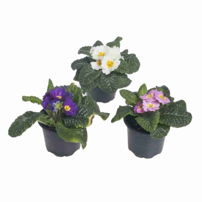 Примула обыкновенная