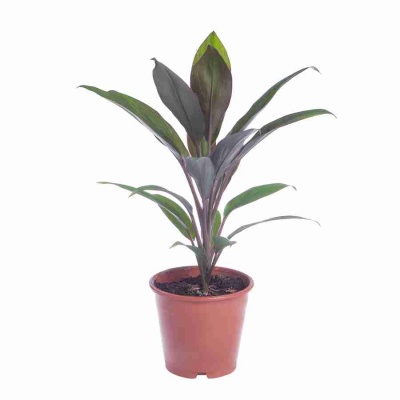 Кордилина Киви