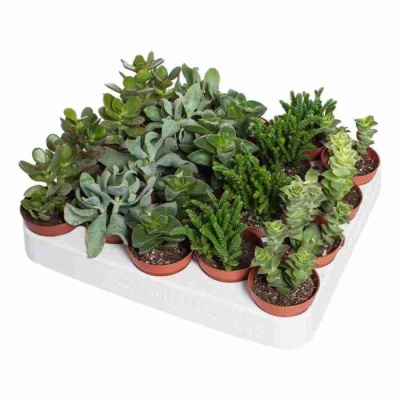 Крассула Микс