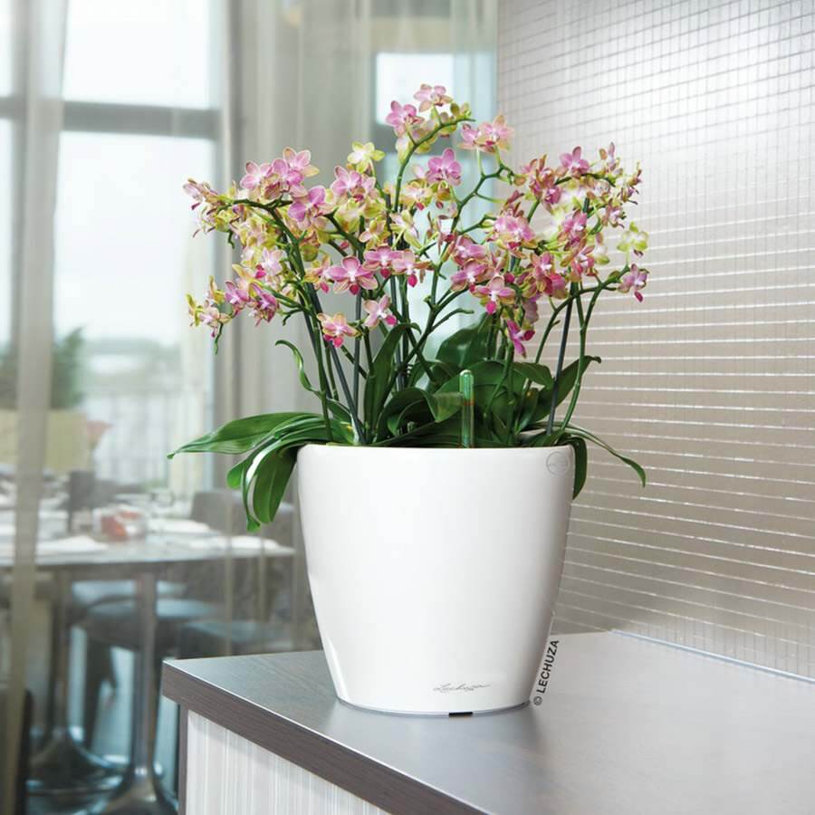 Лечуза классико лс белый