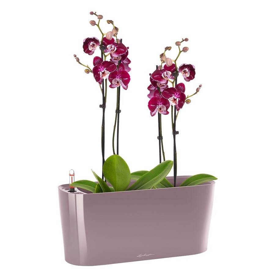 орхидея в кашпо лечуза