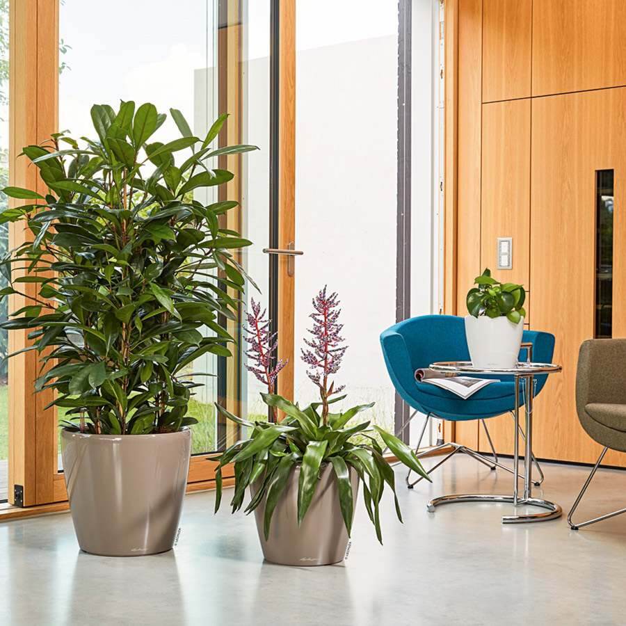 Лечуза классико лс в интерьере