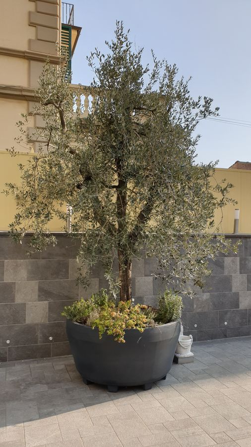 большой керамический горшок