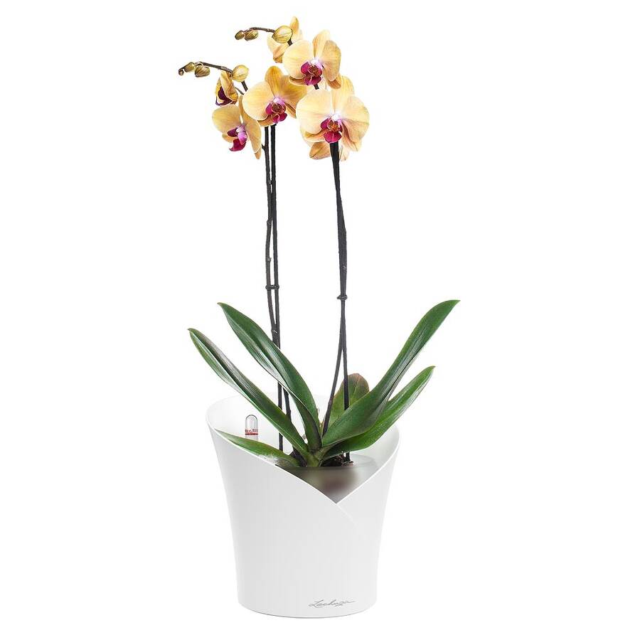 орхидея в горшке