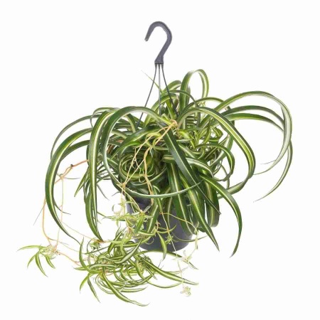 Хлорофитум Оушен ампельный