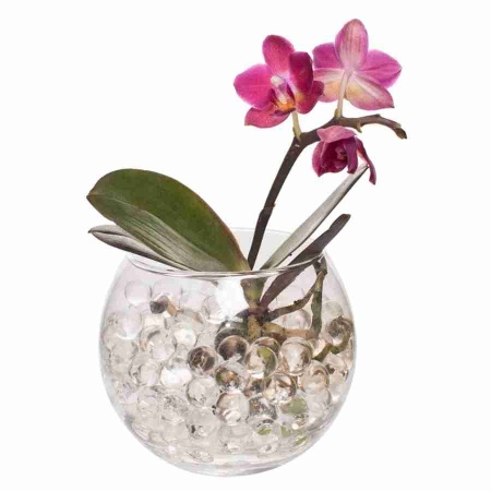 Орхидеи в горшках