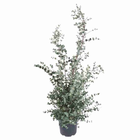 Эвкалипт Ганна фото