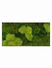 Панно из стабилизированного мха Moss painting Stiel L
