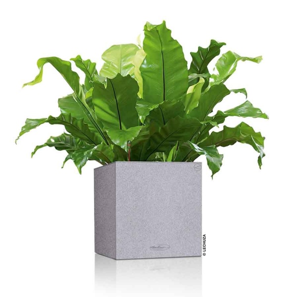 Кашпо Lechuza Canto Stone low