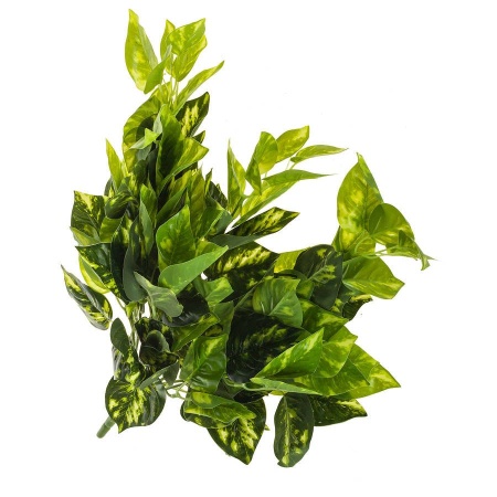 Сциндапсус искусственный