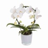Фаленопсис Белый каскад 1 ст