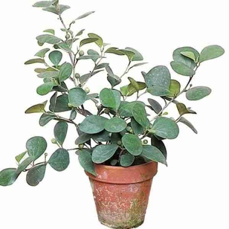 Фикус дельтовидный Джек