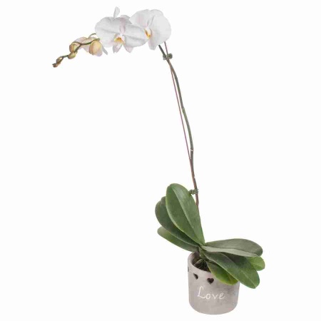 Фаленопсис  Белый 