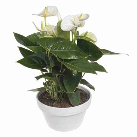 Антуриум андрианум Сиерра Белый 