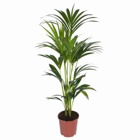 Ховея Форстериана